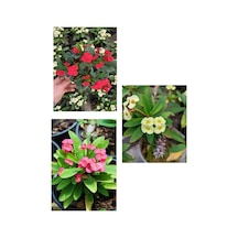 Videolu Milli Dikenler Tacı Sarı Kırmızı Pembe 3 Adet Saksılı 10-20 Cm Kaktüs Çiçeği Euphorbia