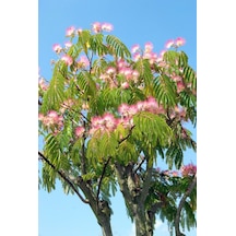 2 Adet Gülibrişim Fidanı Hibiscus Syriacus :