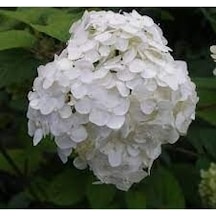 Ortanca Fidanı Hydrangea Macrophylla , - Beyaz