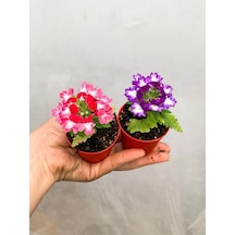 2 Adet Karışık Renk Mine Çiçeği Mini Saksıda 10-15 Cm Tüplü Çiçekli Bodur Verbena
