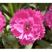 Çin Pembesi Dianthus Çiçeği Tohumu 50 Tohum
