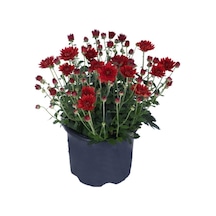 Kasımpatı Fidanı Kırmızı Renk 10-20 Cm Chrysanthemum