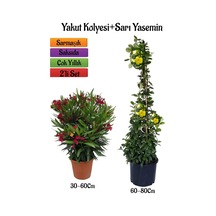 Kırmızı Renk Zakkum Fidanı+sarı Renk Yasemin Çiçeği Fidanı 2'li Bahçe Peyzaj Seti