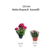 2'li Set Bodur Begonvil+ Karanfil Çiçeği Dış Mekan Bitkisi