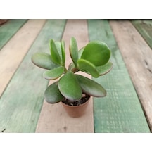 Crassula Ovata Saksılı Para Ağacı Sukulent 10-20 Cm