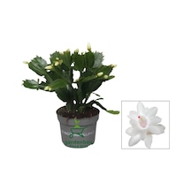Schlumbergera Truncata White Yılbaşı Çiçeği Beyaz Renk 10-15cm