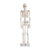 İnsan İskelet Modeli 85 cm