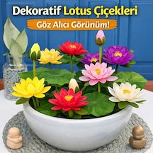 Lotus Çiçeği Tohumu 6 Adet Nilüfer Çiçeği Tohumu Nadir Kutsal Lotus 6