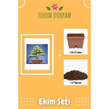 Karaçam Bonsai Ağacı Tohumu Ekim Seti