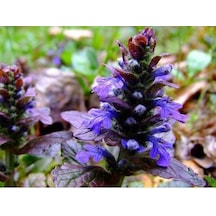 Ajuga - 10 Adet Bordo Yer Örtücü Bitki