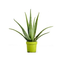 Videolu Aloevera Çiçeği Bitkisi 20-30 Cm Saksılı Iç Mekan Bitkileri Aloe Barbadensis Miller