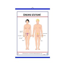 Üreme Sistemi Levhası 70X100 Cm