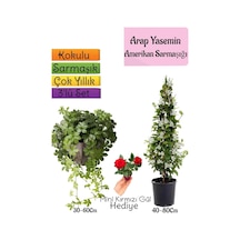 Kokulu Arap Yasemini+amerikan Sarmaşığı+mini Gül 3'lü Bahçe Seti