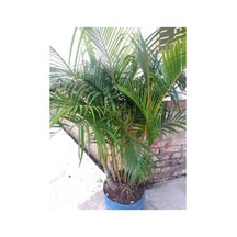 Videolu Areka Palmiyesi 100 120 Cm 1 Adet Saksılı/ Tüplü Bahçe/ Salon Bitkisi Areca