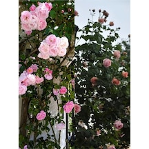 Sarmaşık Ponpon Pembe Renk 100 150 Cm Saksılı Aşılı Gül