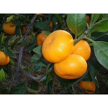 Tüplü Aşılı Saksılık Bodur Miho Wase Mandalina Fidanı 2 Yaş 40-60