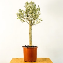 Bonsai Zeytin -  Salon Ofis Bitkisi 6128