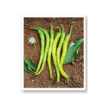 AGRodal Tarım Ata Tohumu Yöresel Doğal Sivri Biber Acı Ilıca 1000 Ad