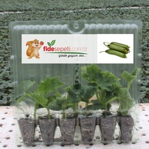 Fide Sepeti Silor Salatalık Fidesi (6Lı Ambalaj) 337844069