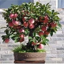 20 Adet Tohum Nadir Amasya Elma Bonsai Tohumu Organik Doğal Tohum Köy Elması Saksı Toprak Hediye
