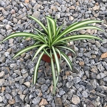 Kurdela Çiçeği 10-20 Cm