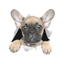 Kişilik Köpek Yavrusu 3d Araba Çıkartmaları Su Geçirmez Araba Gövde Bloğu Çizikler Simülasyon Çıkartmaları Pugs