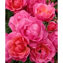 2 Yaş İthal Maxi Vita Gül Fidanı Pembe