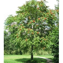 Cennet Ağacı Tohumu 50 Adet Ailanthus Tohumu Ağaç Tohumu Tohum