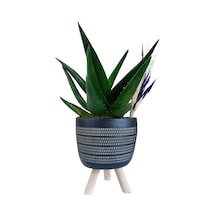 Sukulent Aloe Brevifolia Ayaklı Saksıda Siyah