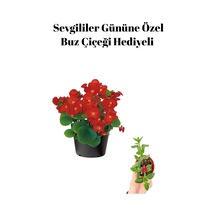 Kadınlar Gününe Özel Kırmızı Renk Şeker Begonya Çiçeği Buz Çiçeği Hediyeli