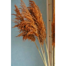 Büyük Demet Pampas Turuncu 100 Cm 8'li