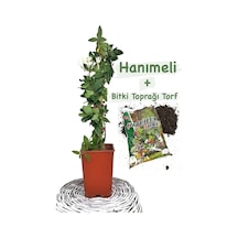 Hanımeli Hanımeli Çiçeği Fidanı Mis Kokulu
