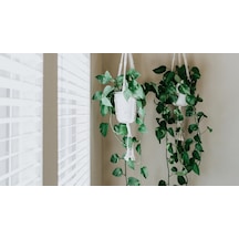 Alacalı Pothos Sarmaşığı& Yeşil Pothos Sarmaşığı- Askılı Saksıda