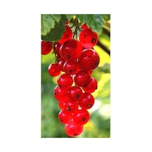 Açık Kırmızı Frenk Üzümü Fidanı 10-20 Cm