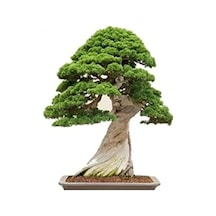 Dashing Look Okaliptüs Bonzai Ağacı Tohumu 5 Adet Bonsai Ağacı Tohumu Th-8777963100144