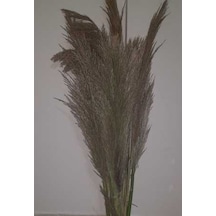 Pampas 3 Adet