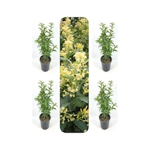 Yoğun Kokulu Melisa Çiçeği 4 Adet 55-80 Cm Saksılı/tüplü Bahçe Bitkisi Cestrum