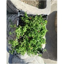 Buz Çiçeği Fidanı Skulent & Kaktüs Aptenia Cordifolia 10-20 Cm