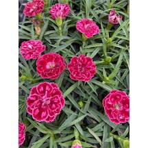 Kokulu Kırmızı Bodur Karanfil Bitkisi 1 Adet Saksılı 20-40 Cm Dianthus Caryophyllus Red