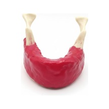 Diş Hekimliği Öğrenci Eğitim Modeli - Alt Çene Mandibula İmplant Çalışma Seti