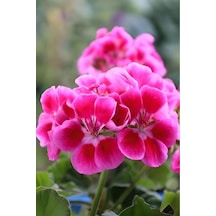 Açık Pembe Ceylangözü Sardunya Çiçeği Fidanı 10-20 Cm