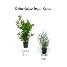 Defne Çalısı+ Zeytin Çalısı 2'li Set Dış Mekan Bitkisi