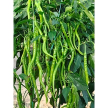 +20 Adet Tatlı Kıl Biber Tohumu