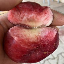 Yüksek Aromalı İçi Dışı Kırmızı Gianna Basık Nektarin Tohumu 2 Adet