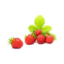 Yayılıcı Dağ Çileği Tohumu 10 Tohum Çilek Tohumu +