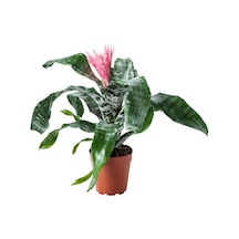 Aechmea Fasciata - Eşmeya Bitkisi - Kupa Çiçeği