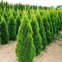 200 Adet Tohum Nadir Çit Mazı Bahçe Duvar Çiti Tohumu Hediye Tohu