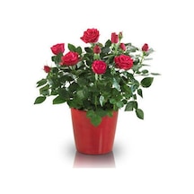 Yediveren Saksılı Kırmızı Gül –20-30cm