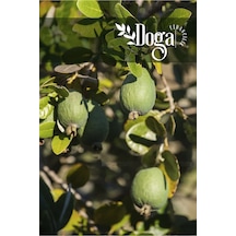 Tüplü Feijoa Kaymak Ağacı Fidanı 3 Yaş