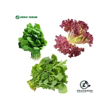 Agrokar Kırmızı Marul 2 Gr-bt Bu-rok Roka 25gr-bu-ter Tere Otu 25gr 3lü Tohum Seti